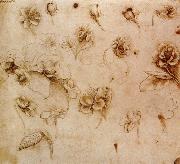 Leonardo  Da Vinci, Flower Studies
